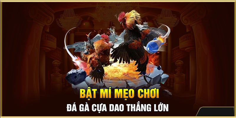 Mẹo chơi đá gà cựa dao dành chiến thắng